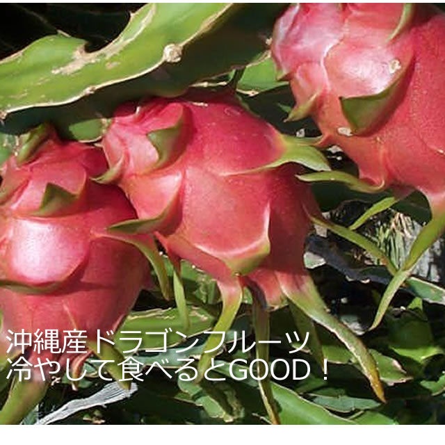 沖縄産ドラゴンフルーツ通販