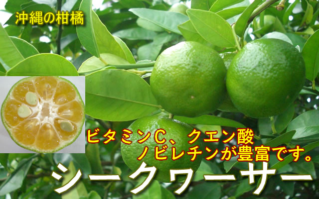 沖縄柑橘　シークヮーサー