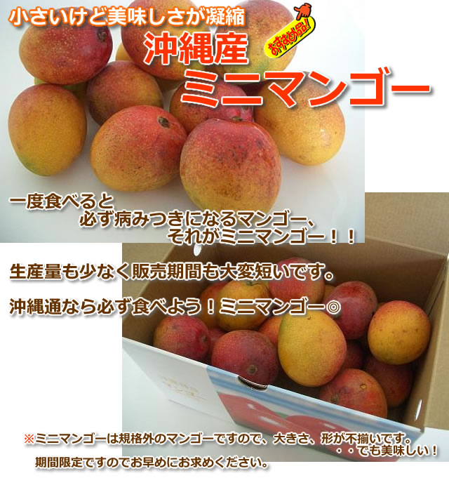 沖縄ミニマンゴー