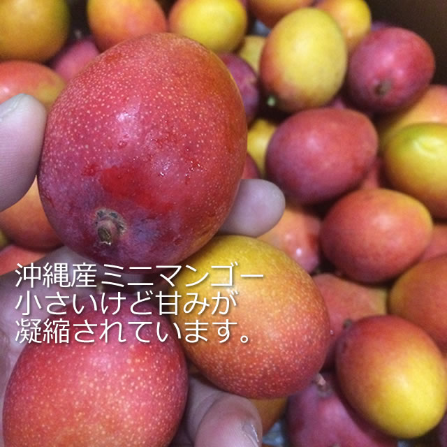 沖縄産ミニマンゴー通販