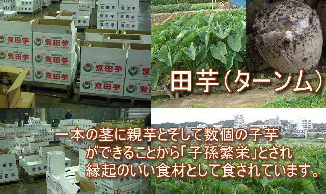 沖縄　田芋（ターンム）販売